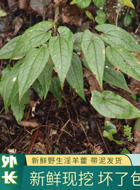贵州深山野生羊藿叶泡酒滋补