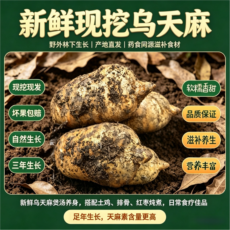 贵州大方深山鲜乌天麻直发