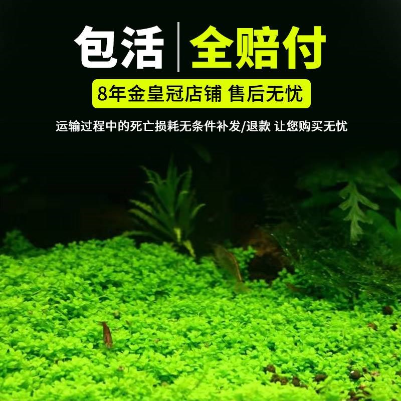 速发鱼缸前景真水草植物迷你矮爬地矮珍珠牛毛水族装饰造景Y524