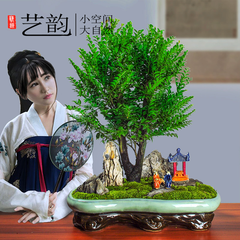 速发小叶紫檀盆景植物室内四季常青树盆栽苗镇宅花卉老桩老根木本