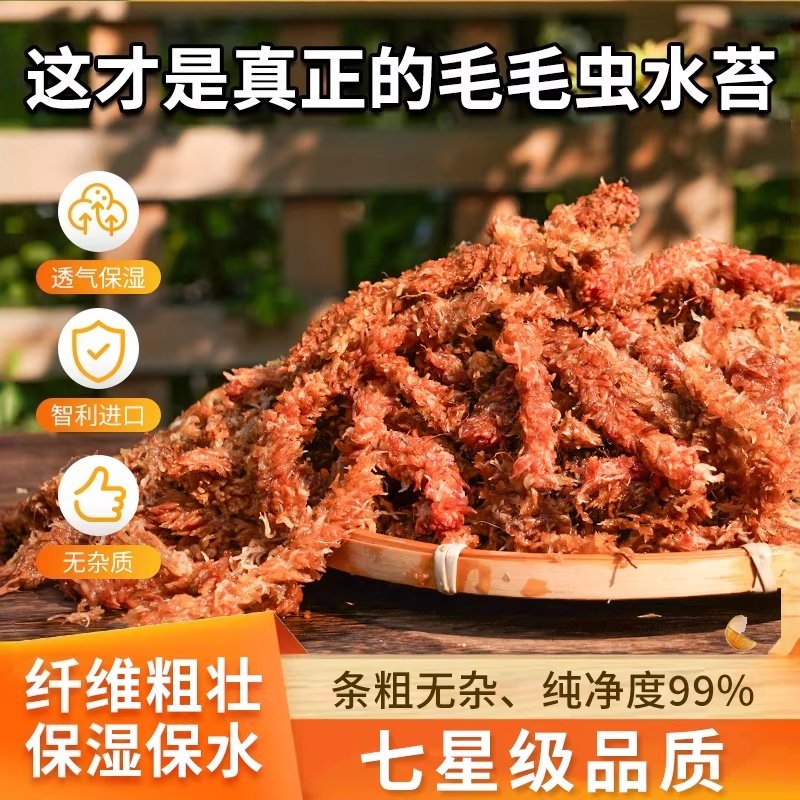 智利进口毛毛虫水苔七星干苔藓蝴蝶兰花专用土基质乌龟冬眠垫材,鲜花速递/花卉仿真/绿植园艺,水苔,淘宝优惠券,粉丝福利购,淘宝优惠卷