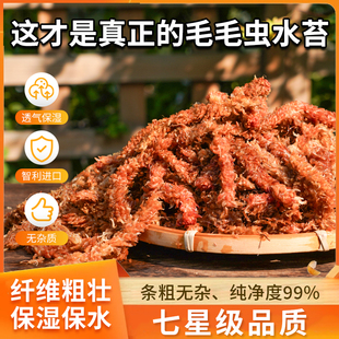 智利进口毛毛虫水苔七星干苔藓蝴蝶兰花专用土基质乌龟冬眠垫材