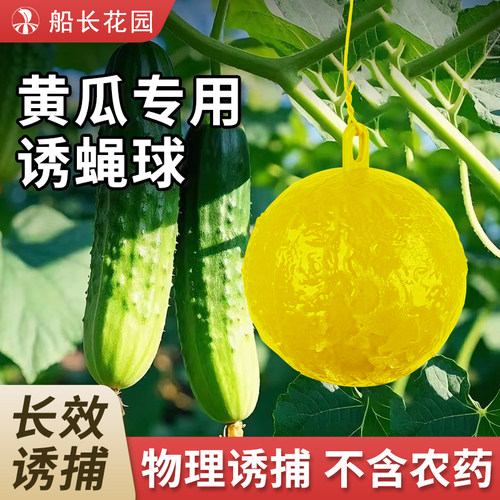 诱蝇球菜地黄瓜果园室内盆栽粘蚜虫实蝇针蜂果蝇诱捕器蔬果网套袋