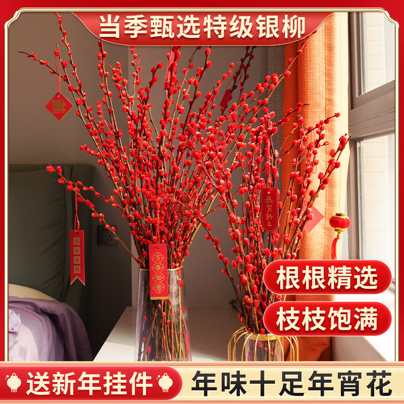 银柳枝条真花柳条红色鲜枝插花