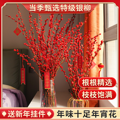 银柳枝条真花柳条红色鲜枝插花