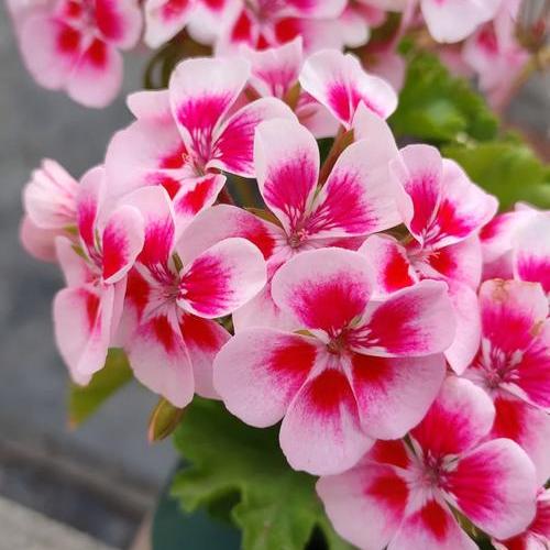 天竺葵盆栽非常容易开花不断