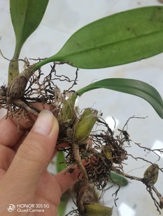 贵州野石橄榄单叶新鲜大果生石仙桃煲汤中药材石岩珠果上叶500g克