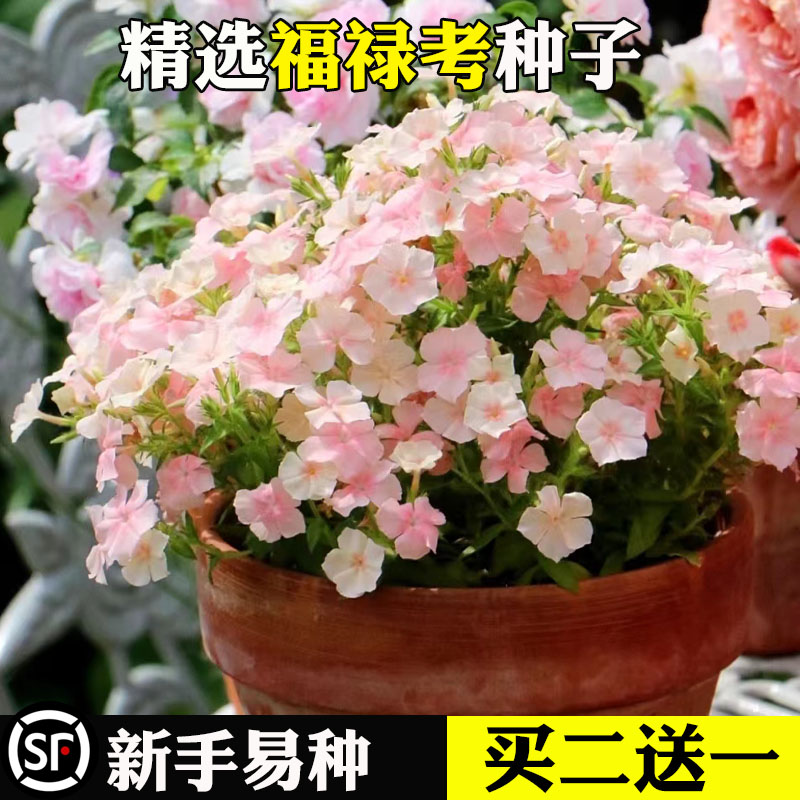 福禄考草花种籽四季播种