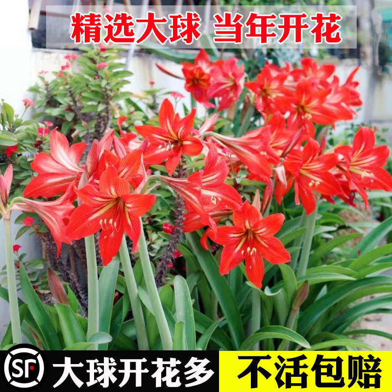 国产朱顶红种球四季种植