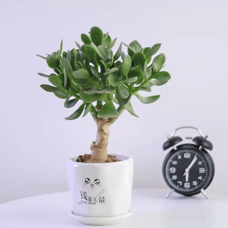 玉树盆栽燕子掌多肉植物树厚脸皮老桩大株室内阳台四季耐旱好养