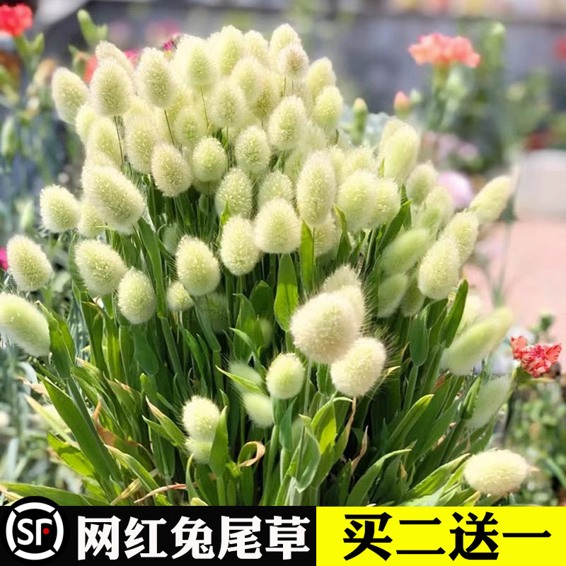 观花种子兔尾草四季播种