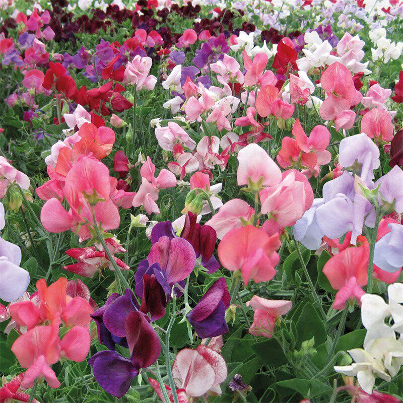 香豌豆种子切花香豌豆爬藤花卉种子易活花豌豆腐公园家庭阳台花籽