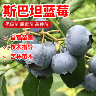 蓝莓树果苗北高丛斯巴坦蓝莓苗耐寒大果阳台庭院南方北方盆栽地栽