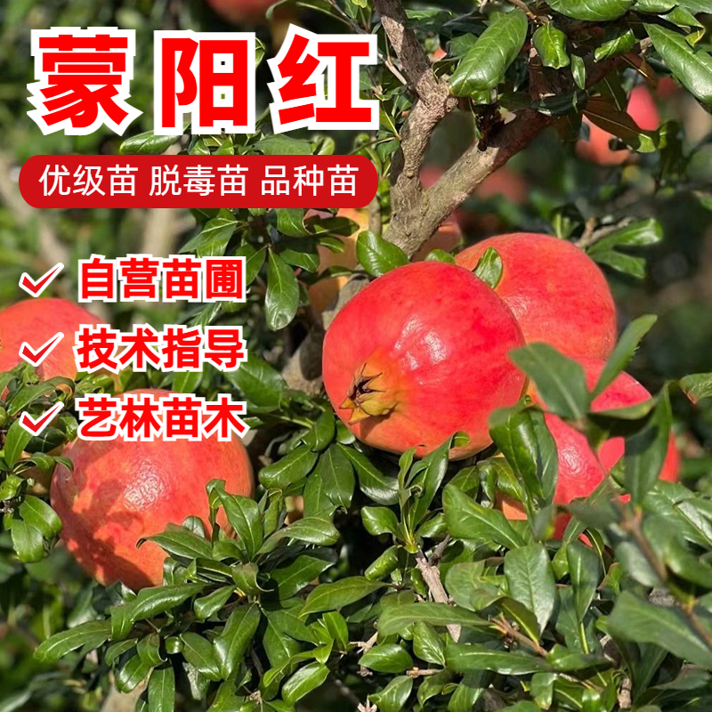 蒙阳红石榴硬籽甜石榴树苗大果
