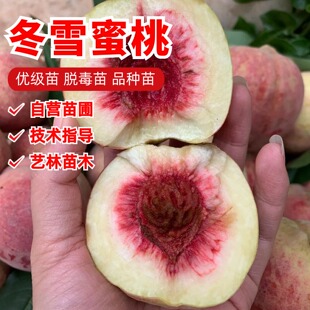 冬雪蜜桃苗南北方耐寒特大果冬桃树果苗盆栽嫁接矮化晚熟当年结果