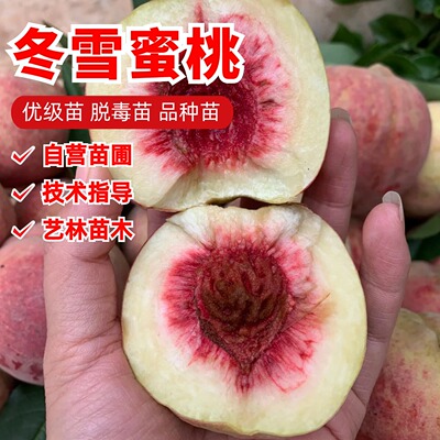 冬雪蜜桃苗南北方耐寒特大果冬桃树果苗盆栽嫁接矮化晚熟当年结果