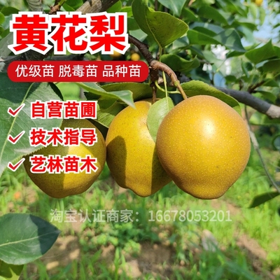 黄花梨梨树苗嫁接8月成熟