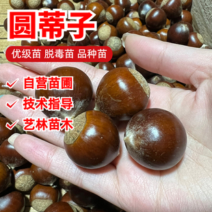 圆蒂仔锥栗树苗嫁接圆栗子尖锥栗子树苗南方北方种植板栗苗盆地栽