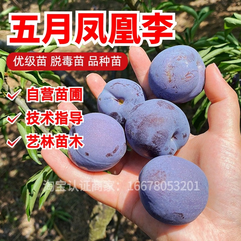 凤凰李树苗嫁接五月脆李子苗早熟一点红脆甜脱骨李子果树苗南北方