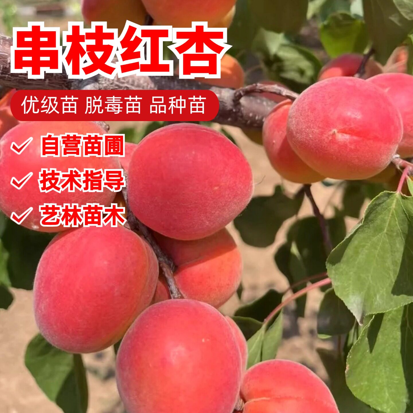 河北串枝红杏树苗嫁接特大红杏苗盆栽庭院酸甜杏子树苗南北方种植
