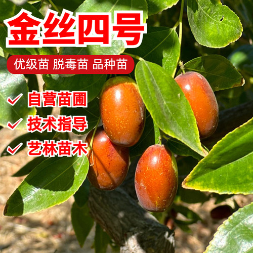金丝四号枣嫁接枣树苗9月成熟