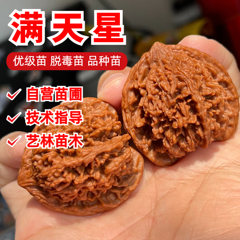 文玩桃核树苗满天星狮子头大粗筋宫灯核桃苗南方北方种植当年结果