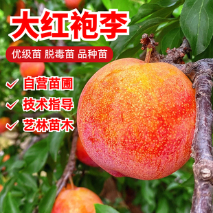 李子树苗嫁接特大脱骨脆甜大红袍李子苗耐寒抗旱果树苗南北方种植