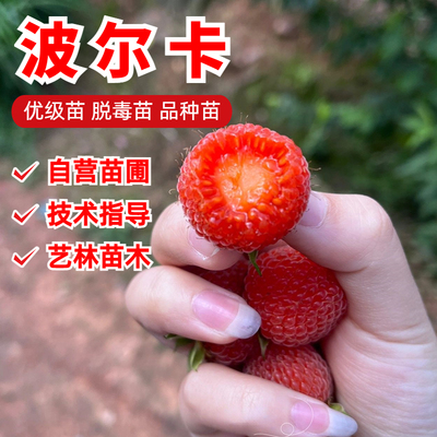 波尔卡树莓苗食用果树苗