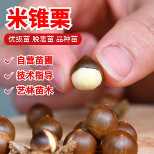 野生米锥子小锥栗苗勾圆子毛栗子树苗刺锥土品种南方北方种植地栽