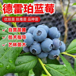 德雷珀新品种蓝莓苗组培苔藓苗庭院室内阳台盆栽地栽小苗当年结果