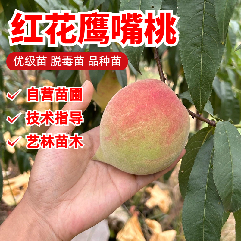 红花鹰嘴桃桃树苗嫁接7月成熟