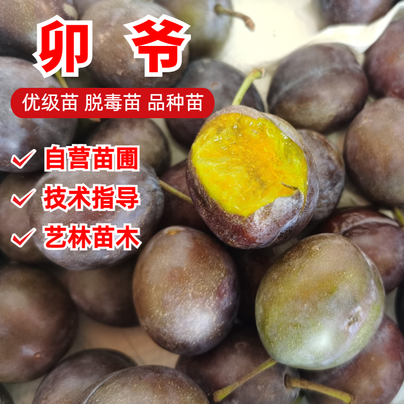 卯爷西梅树苗8月份成熟