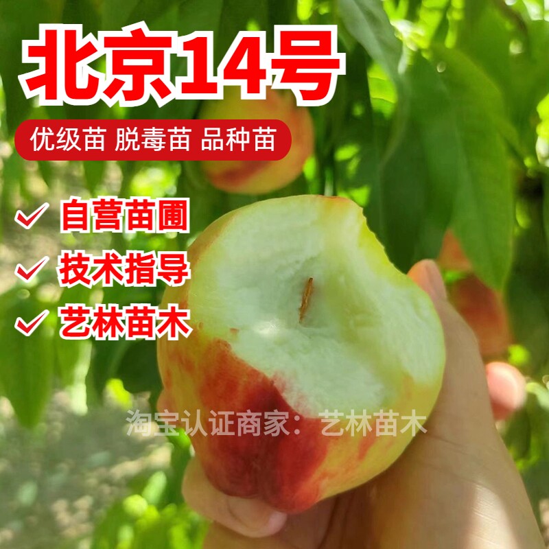 嫁接北京14号桃树苗脆甜京玉早玉早十四水蜜桃树果苗庭院盆栽地栽