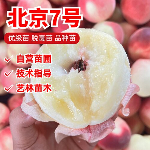 嫁接7号水蜜桃树果苗北京七号桃树苗离核桃苗南北方四季种植盆栽