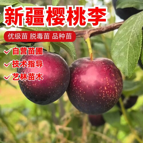 新疆樱桃李子苗纯甜抗冻红肉樱桃李树苗盆栽庭院南方北方种植地栽