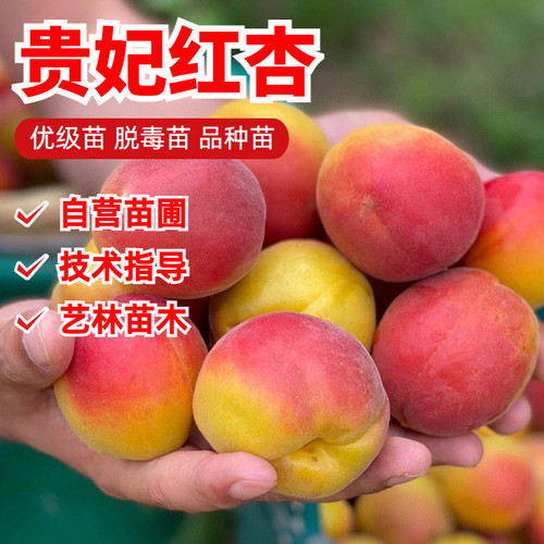 嫁接贵妃杏树苗杏子树果苗甜红杏苗盆栽地栽南方北方种植当年结果