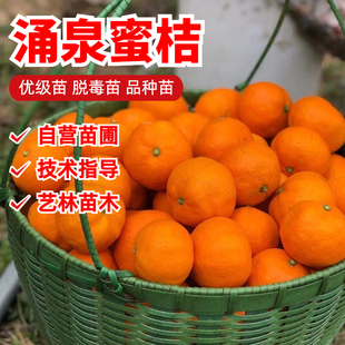 涌泉蜜桔树苗正宗无核蜜桔苗嫁接橘子苗早熟超甜柑桔树苗盆栽地栽