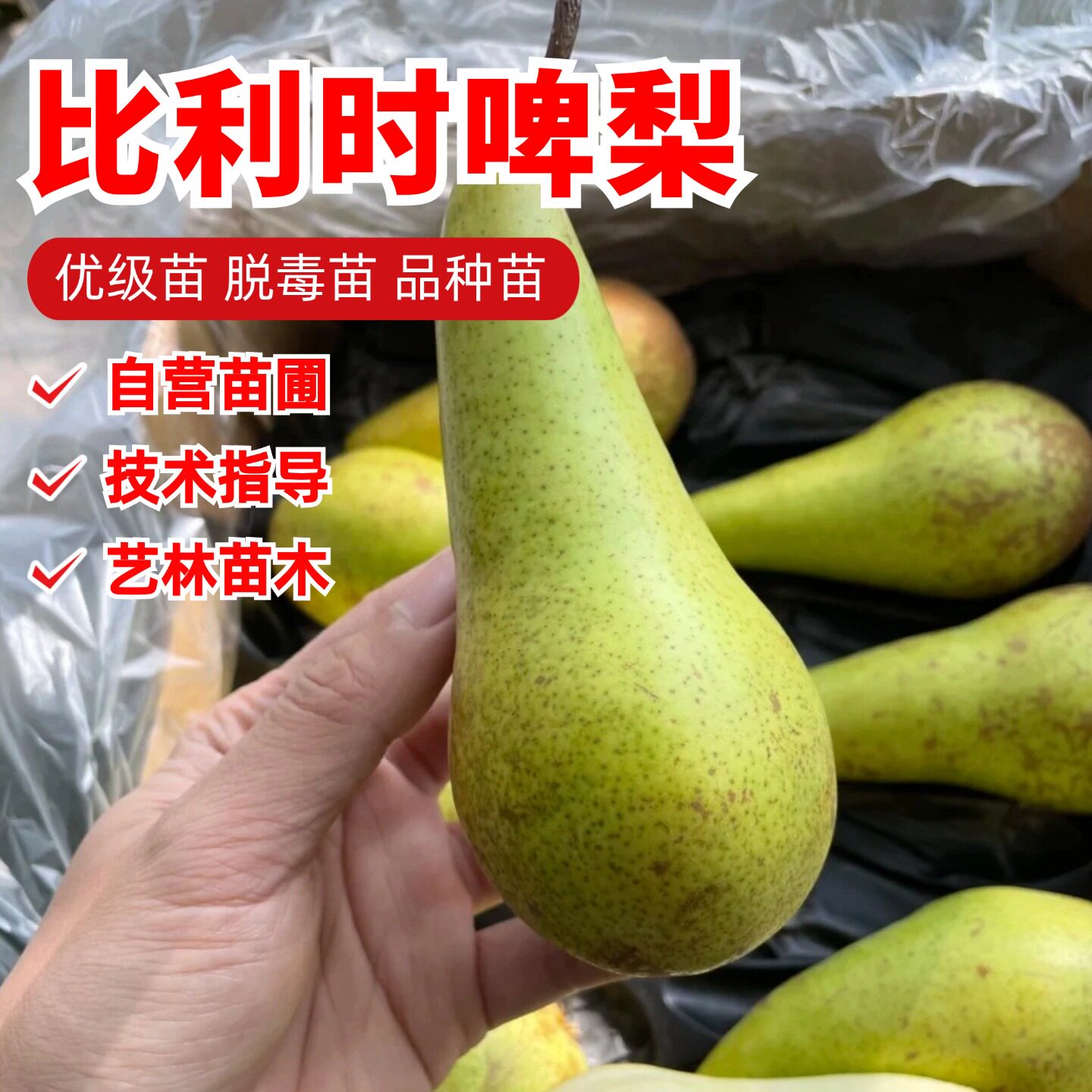 嫁接比利时啤梨树苗软糯香甜长颈西洋梨苗盆栽地栽果树苗当年结果