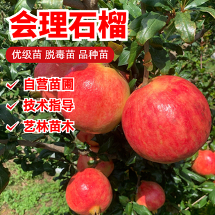 会理石榴树树苗软籽特大无籽甜石榴苗老桩庭院盆栽果树苗当年结果