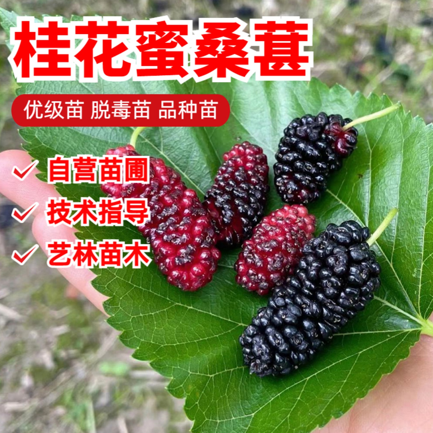 桂花蜜桑葚树苗大果南方四季食用桑葚北方种植桑树大叶苗当年结果
