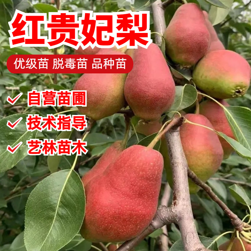 红贵妃梨树苗嫁接早熟脆甜红啤梨苗南方北方庭院盆栽地栽果树果苗