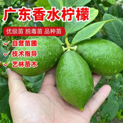 广东香水柠檬树树苗盆栽果树苗室内阳台青柠檬苗南方北方四季种植