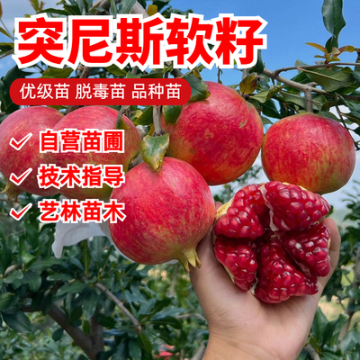 突尼斯软籽甜石榴树苗8月成熟