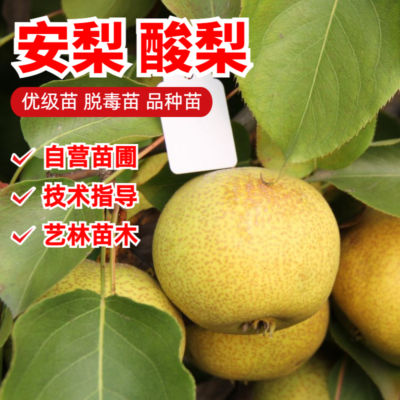 安梨酸梨梨树苗嫁接9-10月成熟
