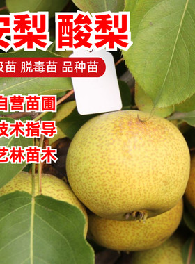 安梨酸梨梨树苗嫁接9-10月成熟