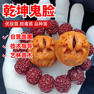 文玩核桃树苗南北方种植斗战圣核乾坤鬼脸核桃苗盆栽地栽当年结果