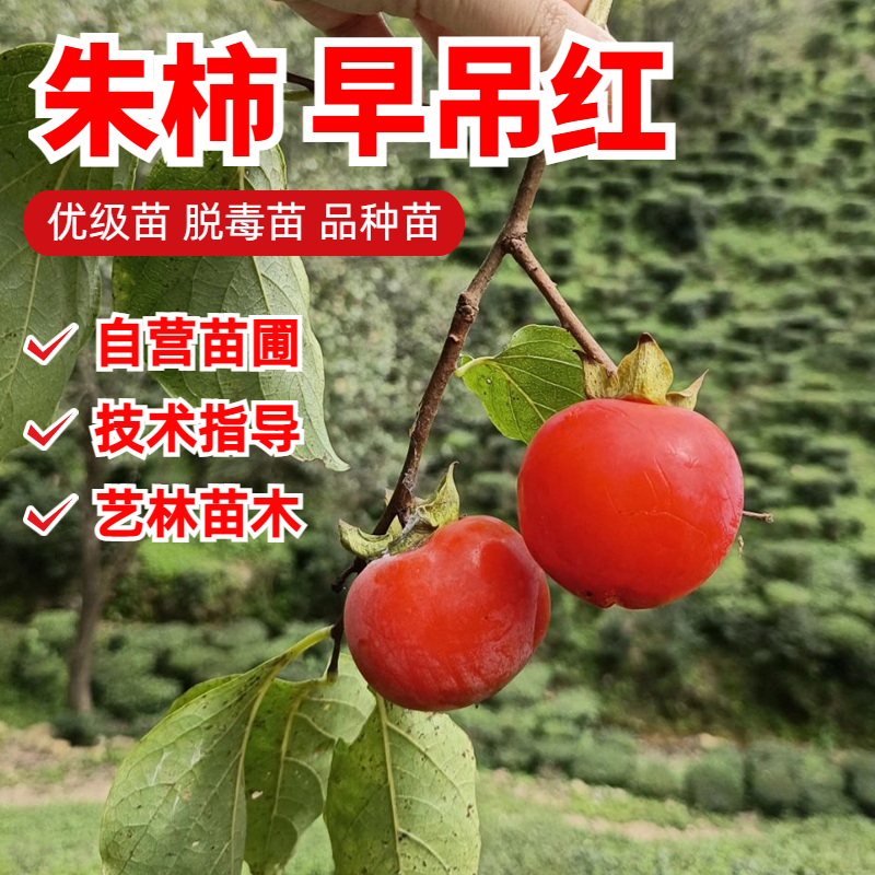 软柿子苗树嫁接朱柿早吊红柿树苗北南方阳台果树盆栽庭院地栽种植