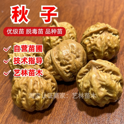 秋子文玩核桃树苗盆栽地栽