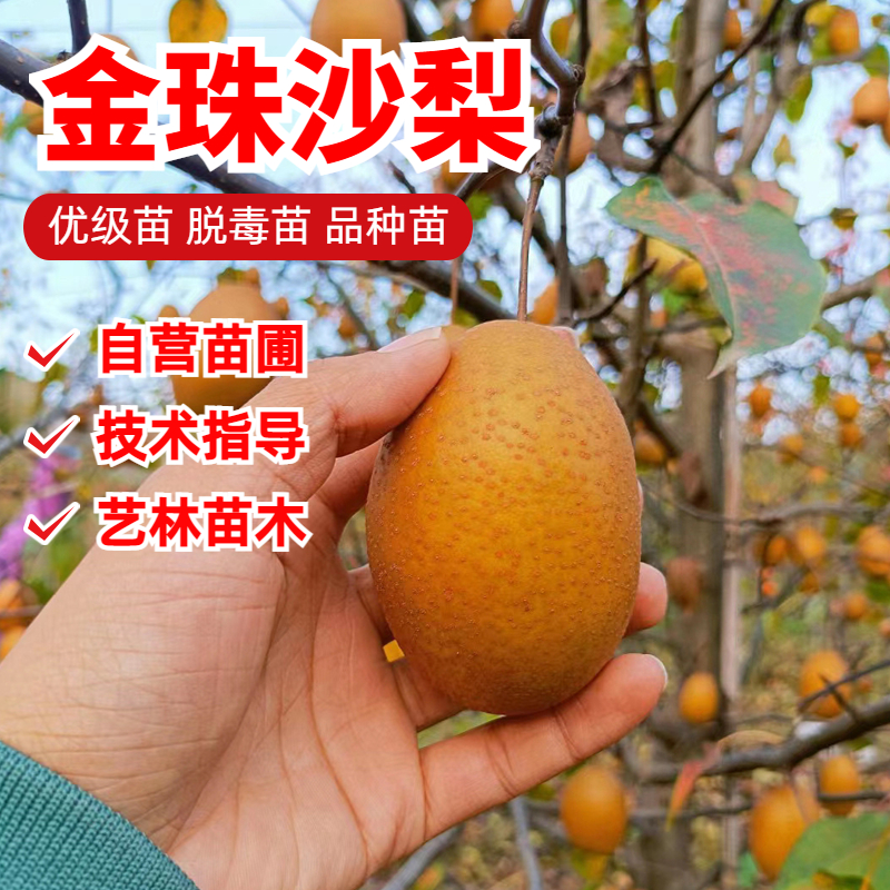 金珠沙梨梨树苗嫁接10-11月成熟
