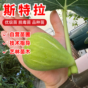 斯特拉无花果树苗抗寒糖心红心无花果苗北南方种植地盆栽当年结果